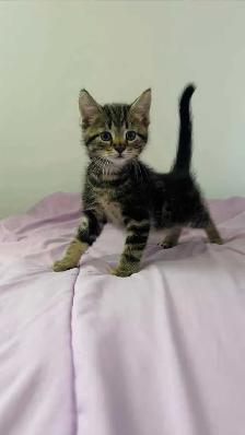 beautiful male kitten