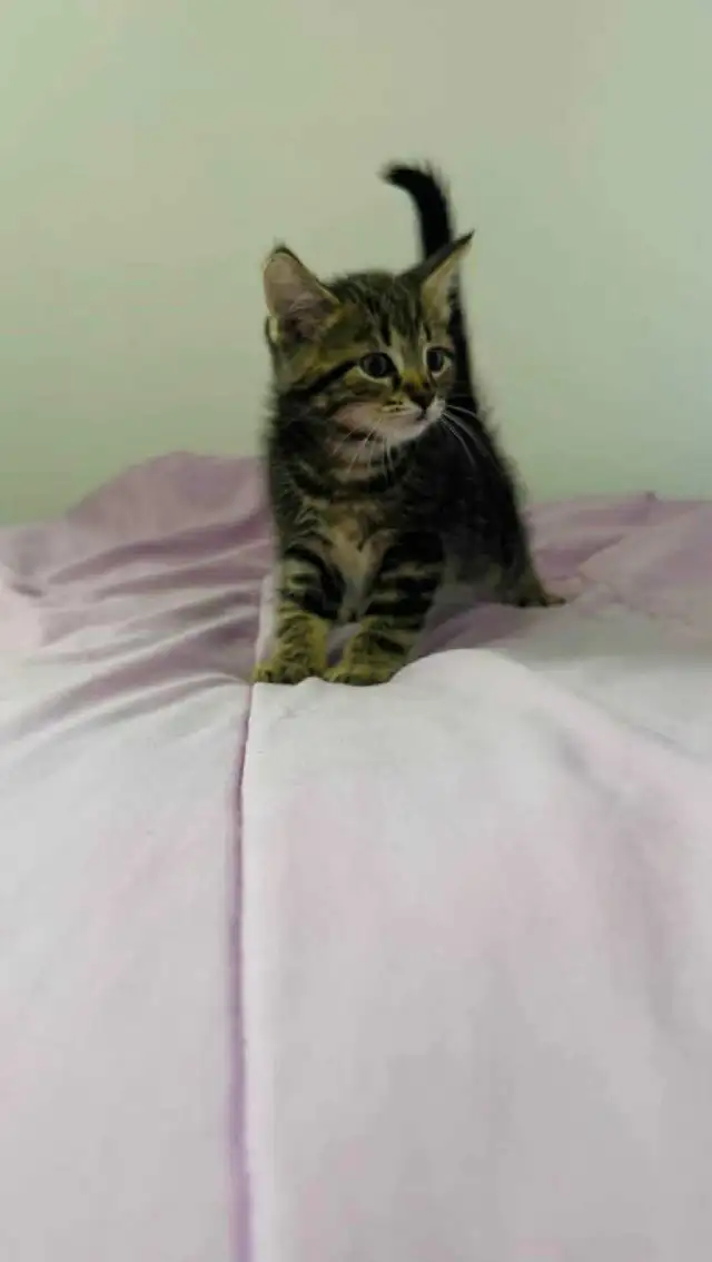 beautiful male kitten - Photo 2