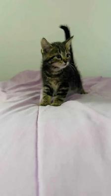 beautiful male kitten - Photo 2