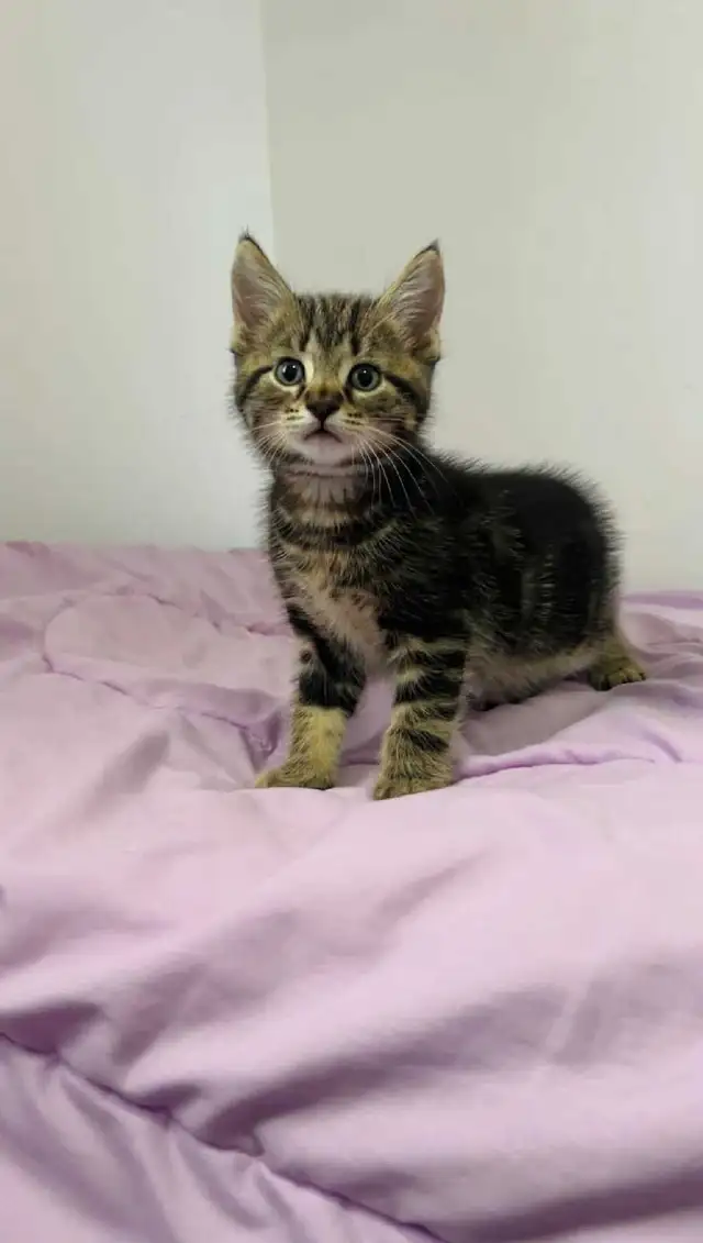 beautiful male kitten - Photo 3