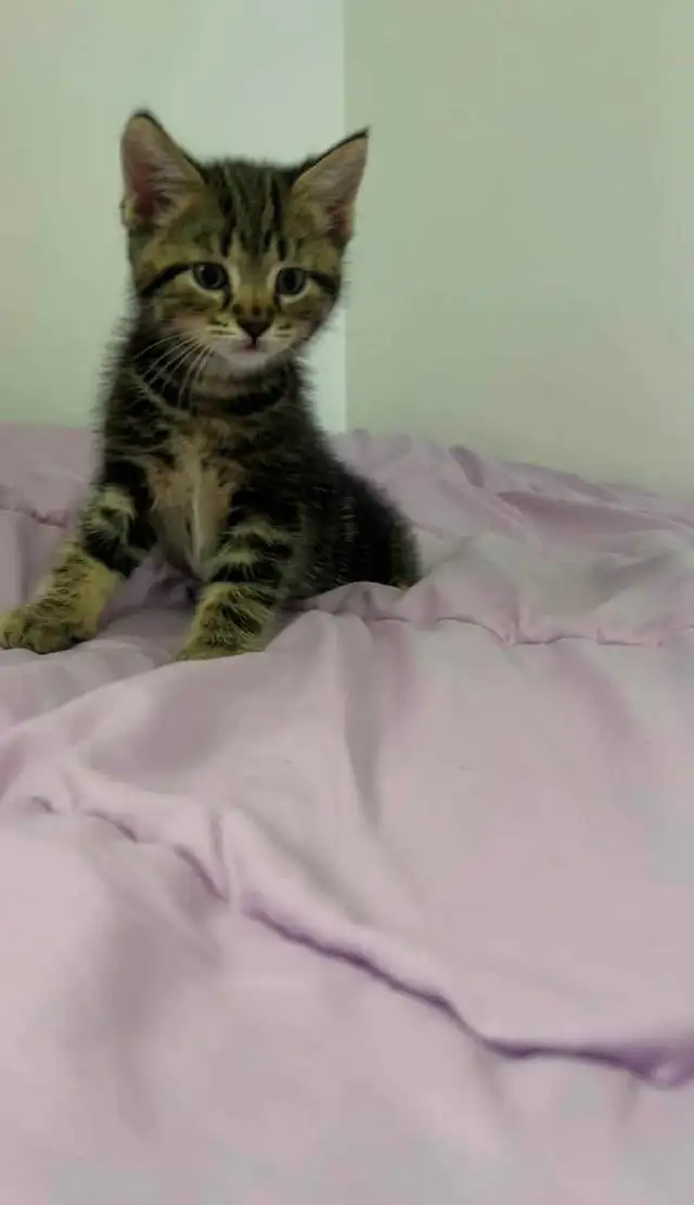 beautiful male kitten - Photo 4