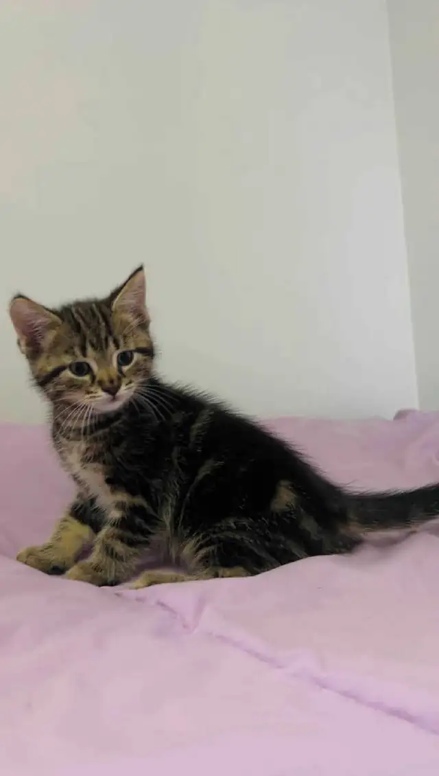 beautiful male kitten - Photo 5