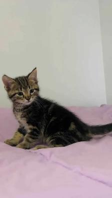 beautiful male kitten - Photo 5