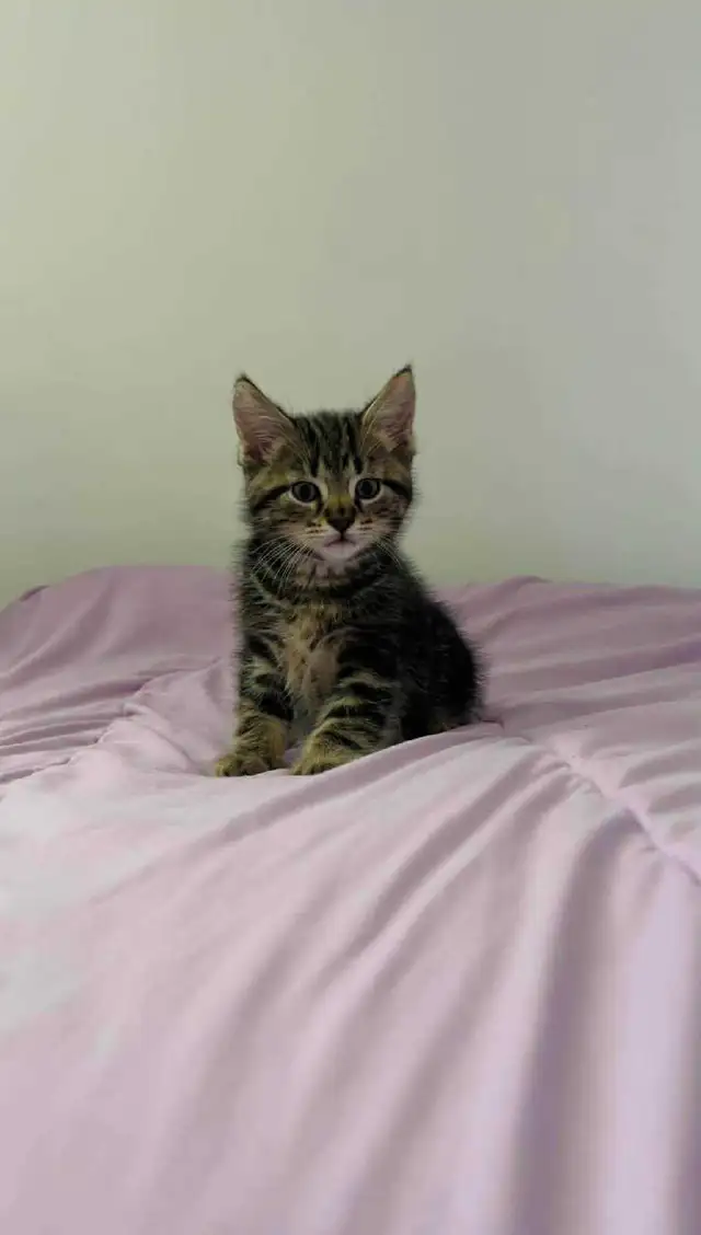 beautiful male kitten - Photo 6