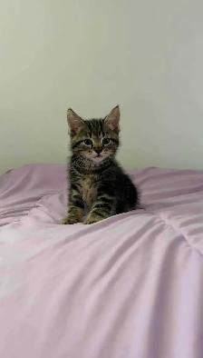 beautiful male kitten - Photo 6