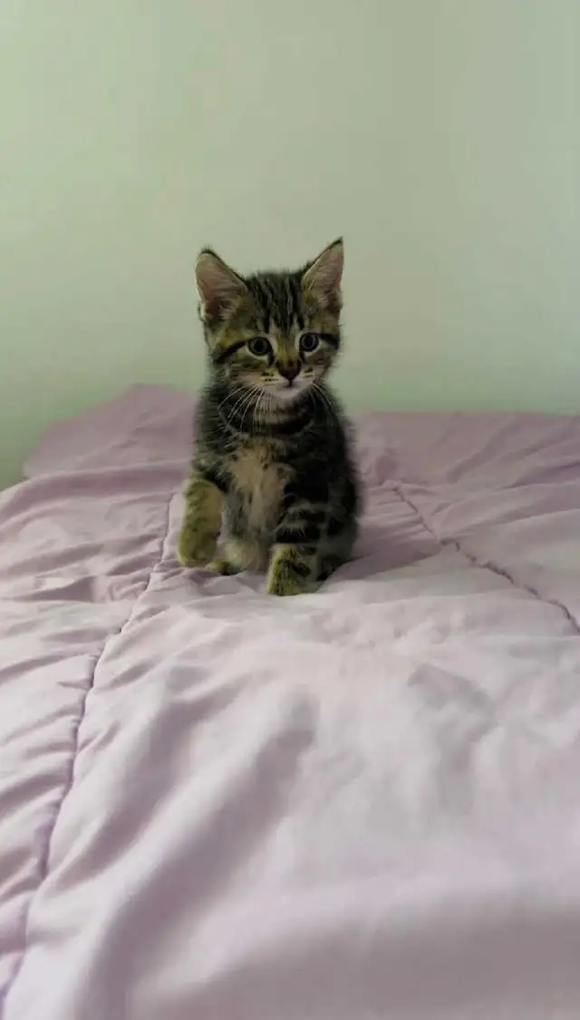 beautiful male kitten - Photo 7