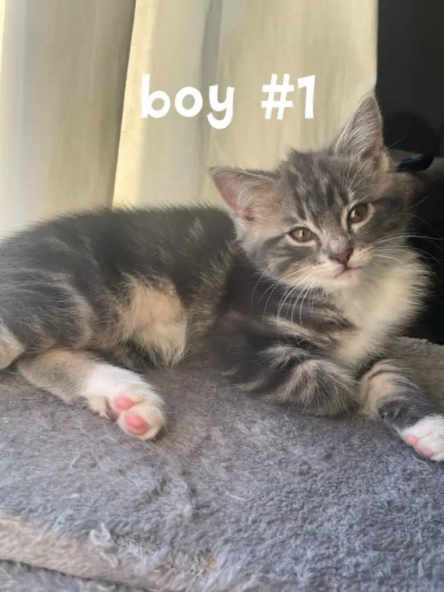 kitten for 80