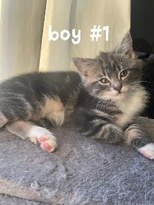 kitten for 80