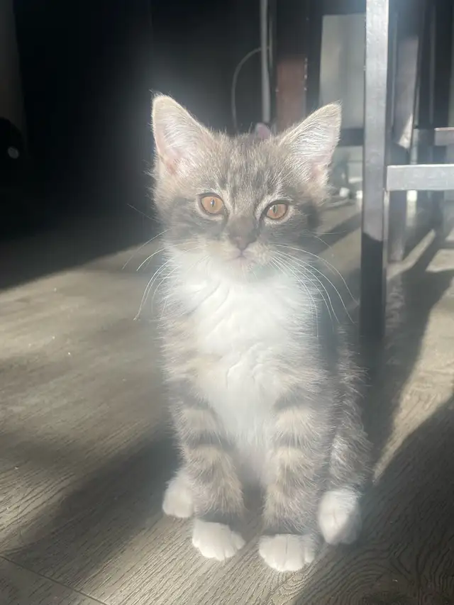 kitten for 80 - Photo 2