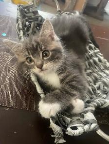 kitten for 80 - Photo 3