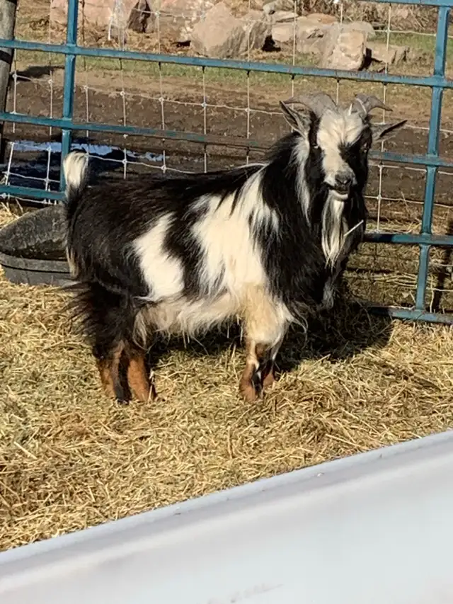 2 yr old Nigerian dwarf billy goat
