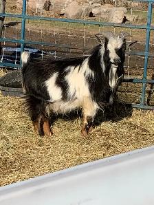 2 yr old Nigerian dwarf billy goat
