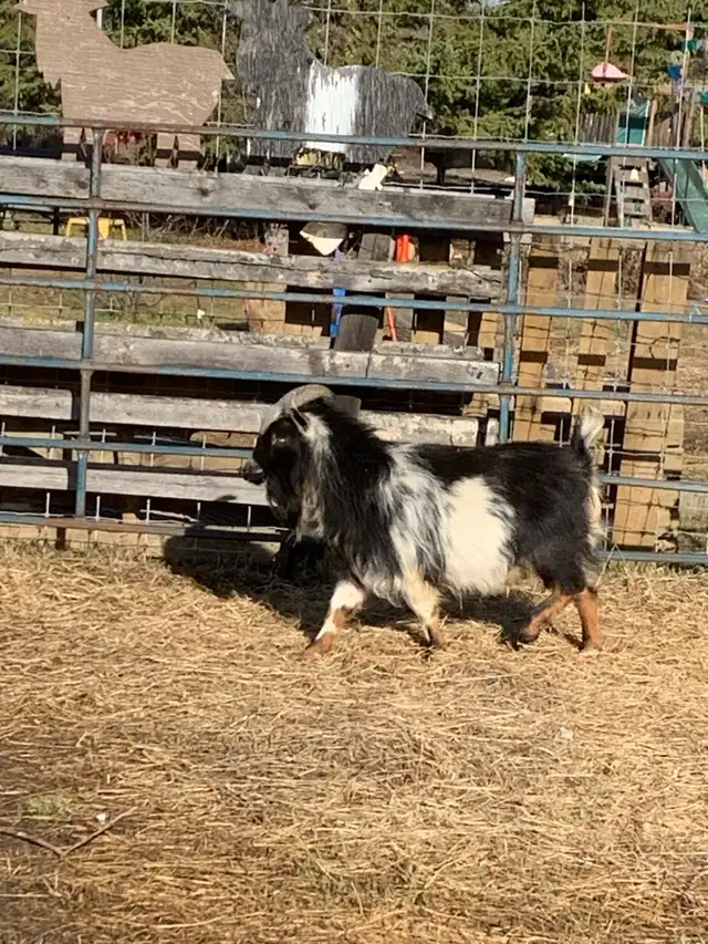 2 yr old Nigerian dwarf billy goat - Photo 2