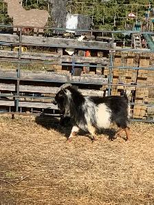 2 yr old Nigerian dwarf billy goat - Photo 2