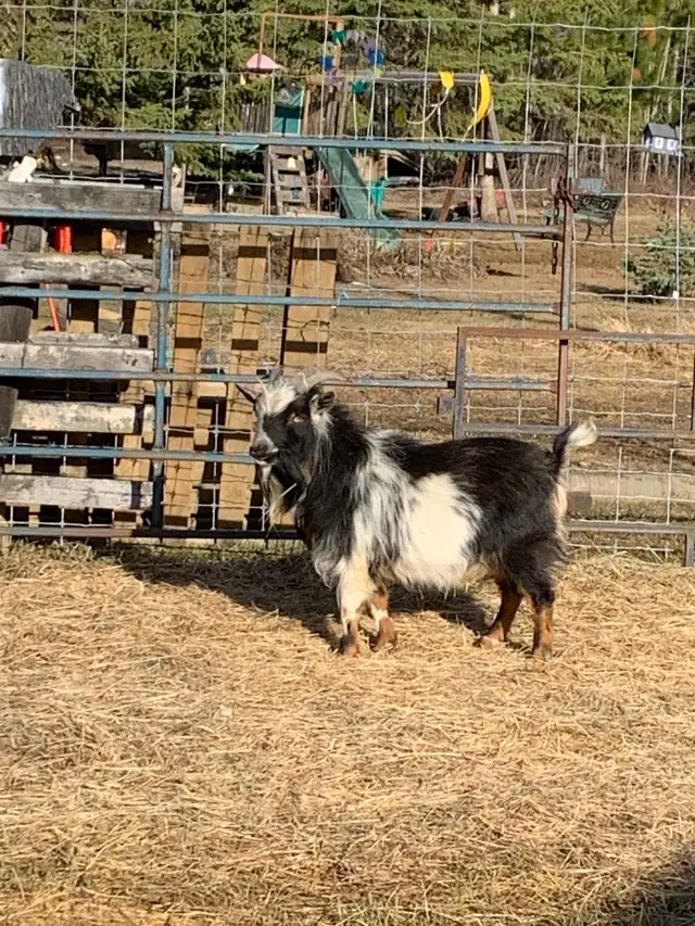 2 yr old Nigerian dwarf billy goat - Photo 3