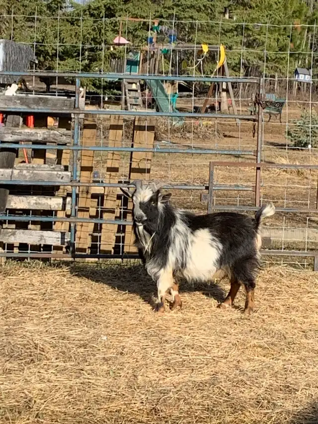2 yr old Nigerian dwarf billy goat - Photo 4