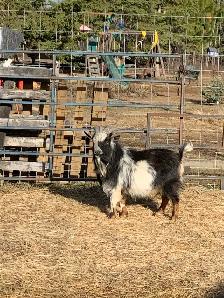 2 yr old Nigerian dwarf billy goat - Photo 4