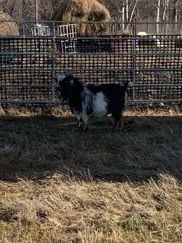 2 yr old Nigerian dwarf billy goat - Photo 5