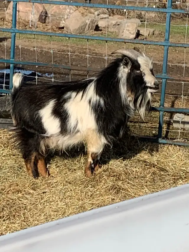 2 yr old Nigerian dwarf billy goat - Photo 6