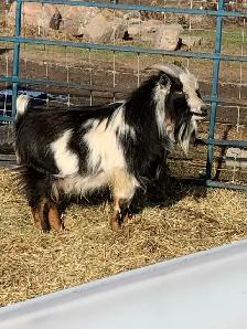 2 yr old Nigerian dwarf billy goat - Photo 6
