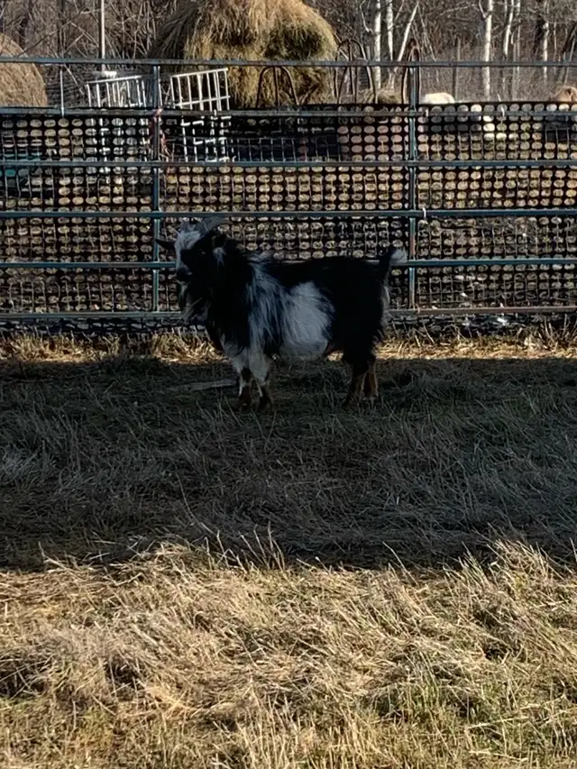 2 yr old Nigerian dwarf billy goat - Photo 7