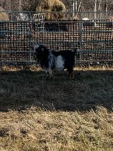 2 yr old Nigerian dwarf billy goat - Photo 7
