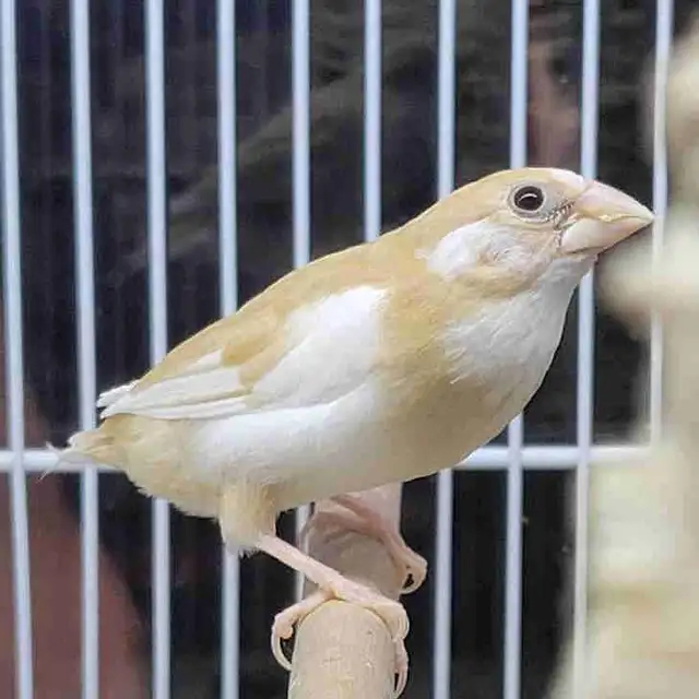 society finches