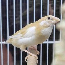 society finches