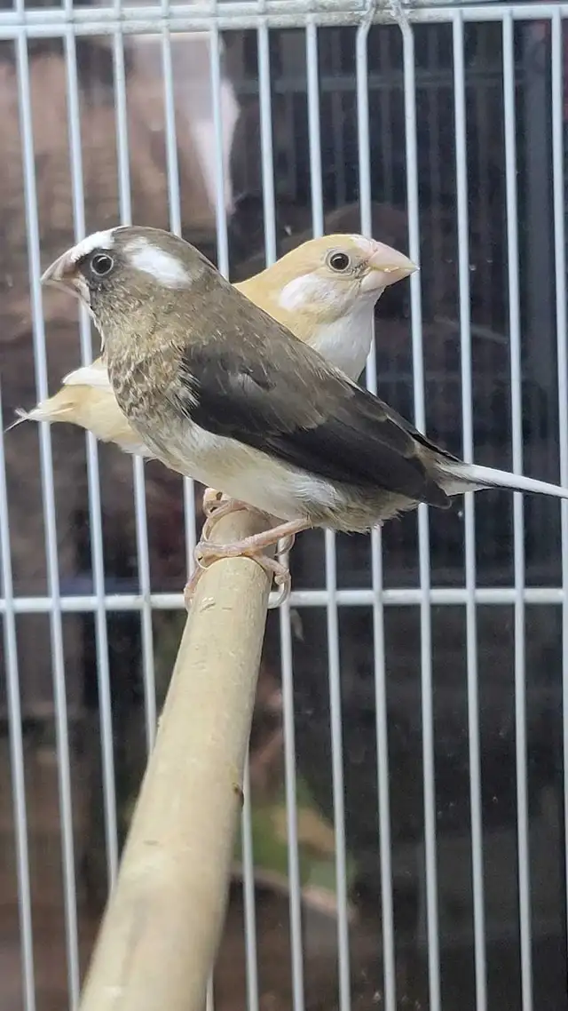 society finches - Photo 2