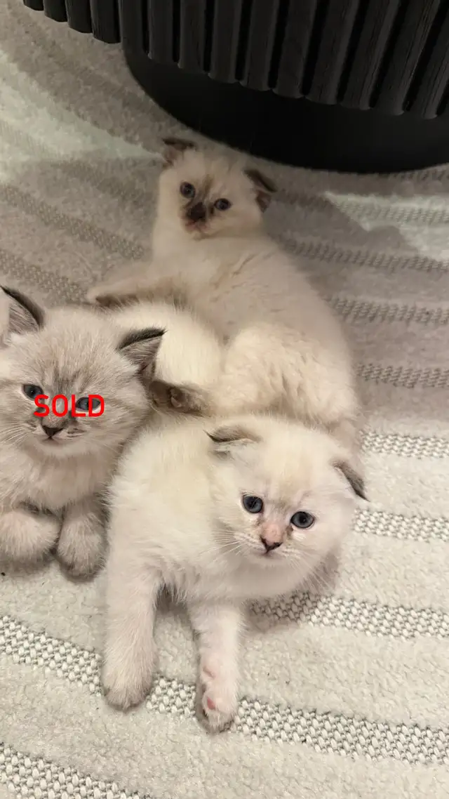 2 kitten and Dad looking for a new home