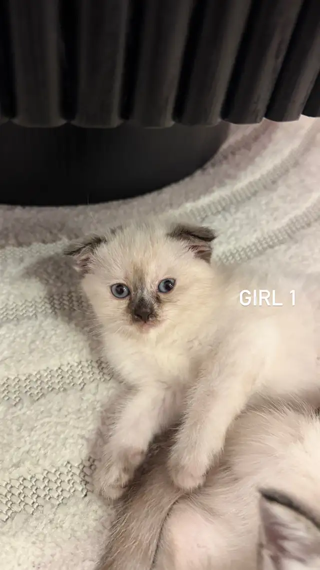 2 kitten and Dad looking for a new home - Photo 2