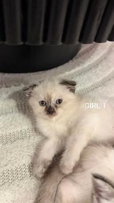 2 kitten and Dad looking for a new home - Photo 2