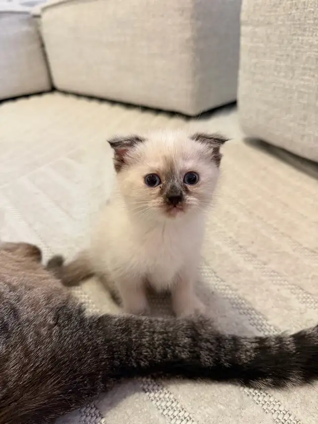 2 kitten and Dad looking for a new home - Photo 3