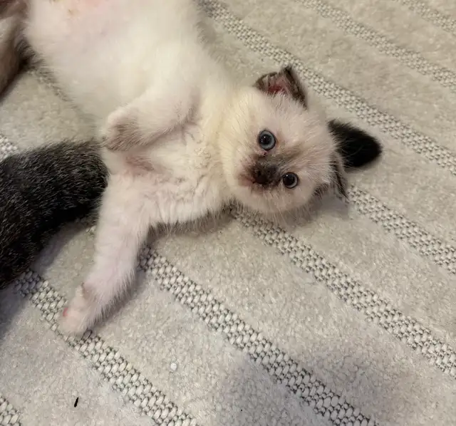 2 kitten and Dad looking for a new home - Photo 4