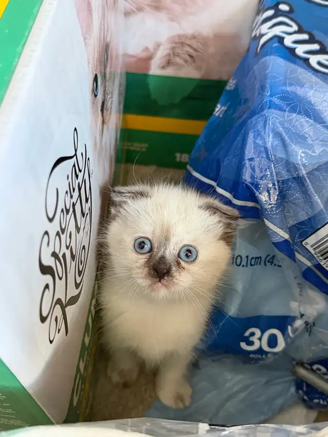 2 kitten and Dad looking for a new home - Photo 5