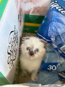 2 kitten and Dad looking for a new home - Photo 5