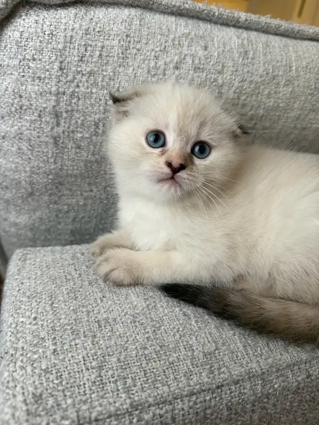 2 kitten and Dad looking for a new home - Photo 7