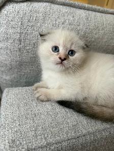 2 kitten and Dad looking for a new home - Photo 7