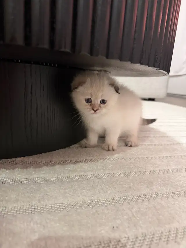 2 kitten and Dad looking for a new home - Photo 8
