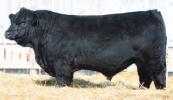 Simmental Semen