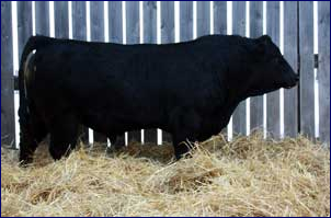 Simmental Semen - Photo 2