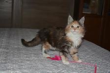 MAINE COON KITTENS, PUREBRED