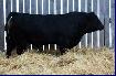 Simmental Semen - Photo 2
