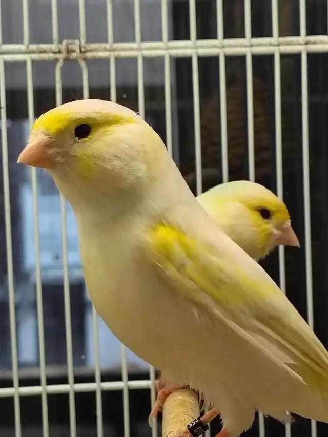 male canaries