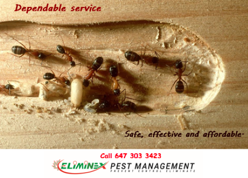 24/7 PEST CONTROL ELIMINEX PEST MANAGEMENT647 303 3423 - Photo 3