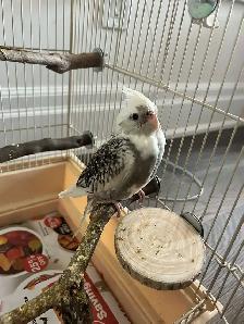 Bird Sitting in Oakville - Photo 3