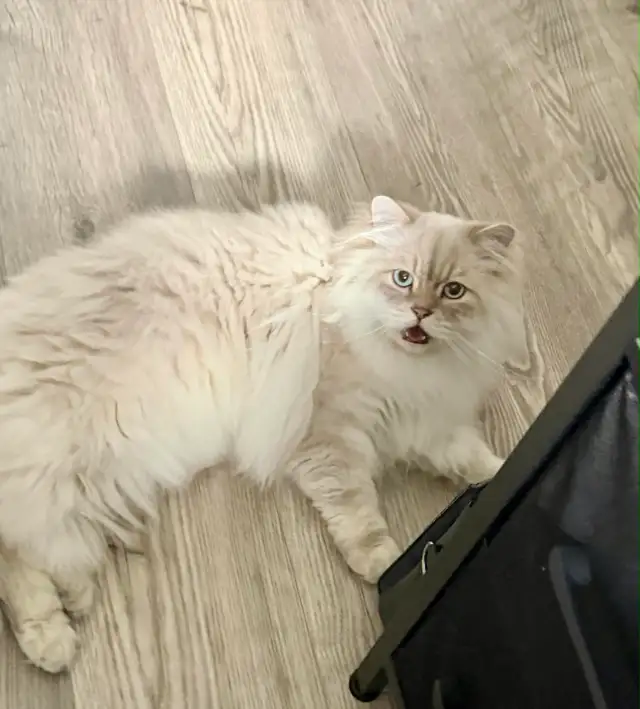 REHOME BOY CAT SCOTTISH LONG HAIR