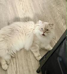 REHOME BOY CAT SCOTTISH LONG HAIR