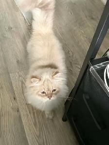 REHOME BOY CAT SCOTTISH LONG HAIR - Photo 2