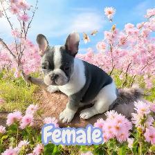 Frenchton Puppies - Photo 2